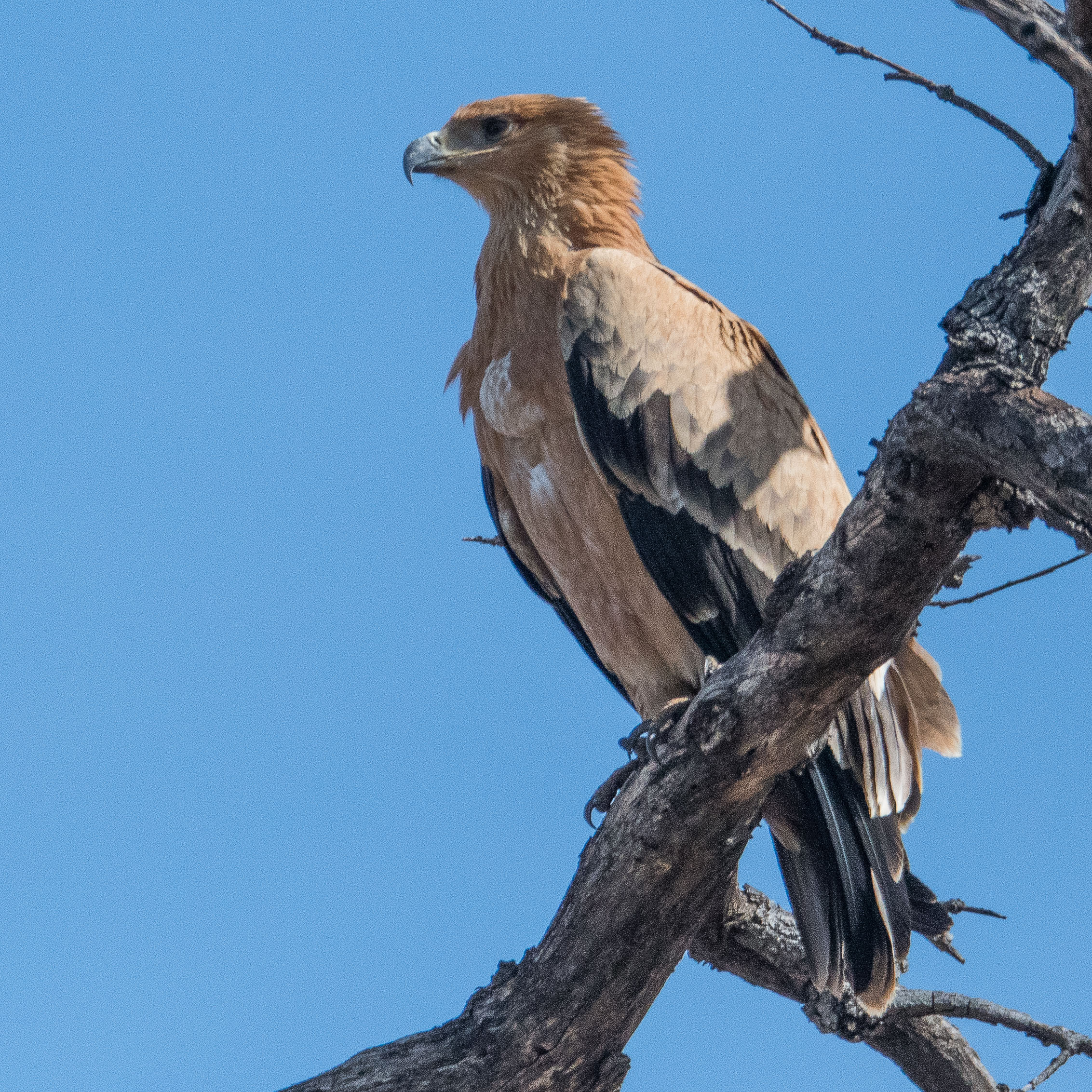 Aigle ravisseur (Tawny eagle, Aquila rapax), immature probable, Chobe National Park, Botswana.